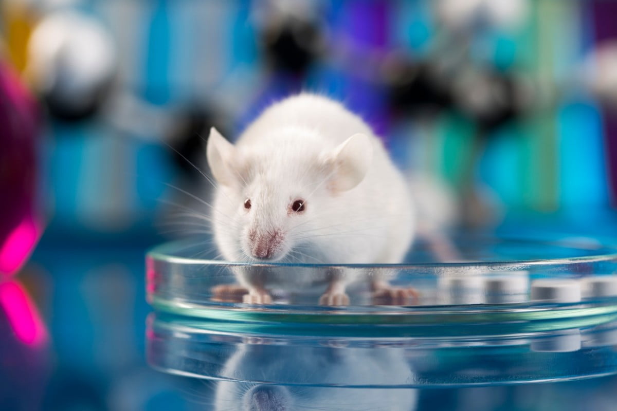 CRISPR Used To Remove Fearful Memories From Rats